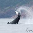 Humpback playing